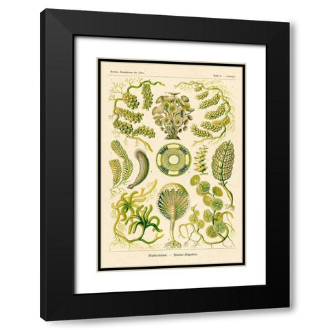 Haeckel Nature Illustrations: Siphoneae Hydrozoa Black Modern Wood Framed Art Print with Double Matting by Haeckel, Ernst