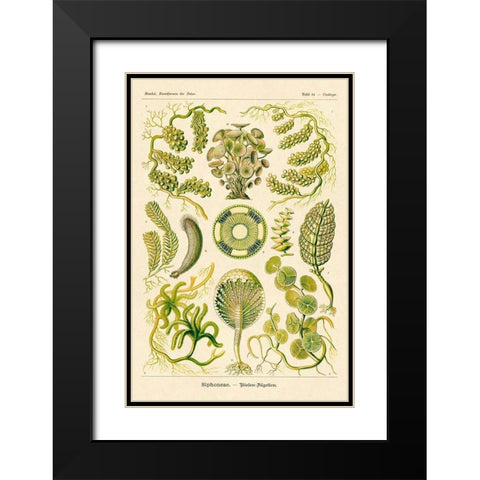 Haeckel Nature Illustrations: Siphoneae Hydrozoa Black Modern Wood Framed Art Print with Double Matting by Haeckel, Ernst