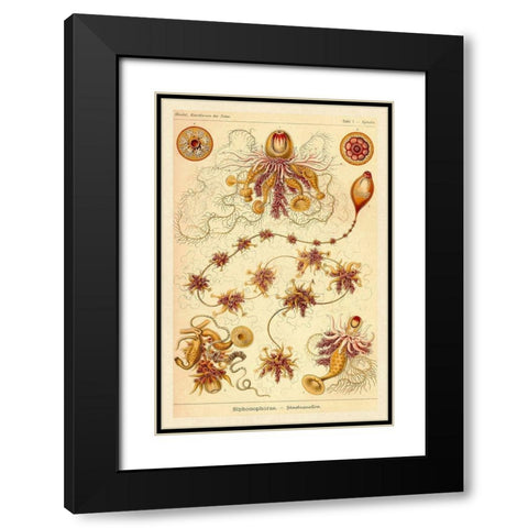 Haeckel Nature Illustrations: Siphoneae Hydrozoa Black Modern Wood Framed Art Print with Double Matting by Haeckel, Ernst