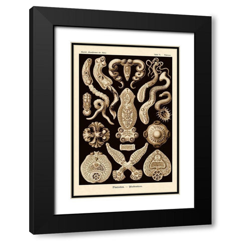 Haeckel Nature Illustrations: Flatworms - Sepia Tint Black Modern Wood Framed Art Print with Double Matting by Haeckel, Ernst