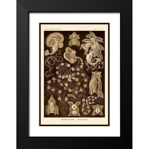 Haeckel Nature Illustrations: Siphoneae Hydrozoa - Sepia Tint Black Modern Wood Framed Art Print with Double Matting by Haeckel, Ernst