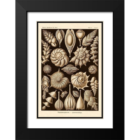 Haeckel Nature Illustrations: Thalamophora, Forminifera - Sepia Tint Black Modern Wood Framed Art Print with Double Matting by Haeckel, Ernst