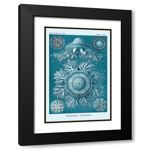 Haeckel Nature Illustrations: Jelly Fish - Blue-Green Tint Black Modern Wood Framed Art Print with Double Matting by Haeckel, Ernst