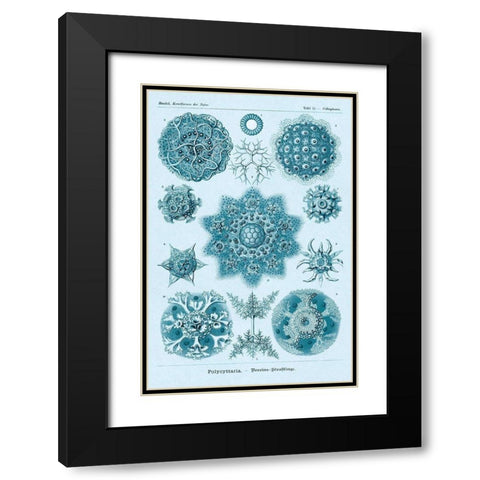 Haeckel Nature Illustrations: Polycytaria Radiolaria - Blue-Green Tint Black Modern Wood Framed Art Print with Double Matting by Haeckel, Ernst