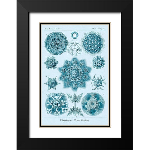 Haeckel Nature Illustrations: Polycytaria Radiolaria - Blue-Green Tint Black Modern Wood Framed Art Print with Double Matting by Haeckel, Ernst
