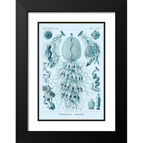Haeckel Nature Illustrations: Siphoneae Hydrozoa - Blue-Green Tint Black Modern Wood Framed Art Print with Double Matting by Haeckel, Ernst