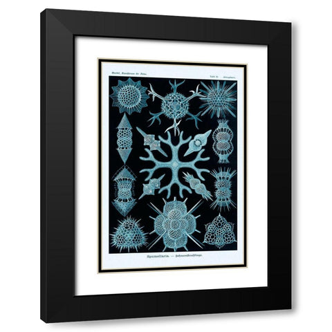 Haeckel Nature Illustrations: Spumellaria - Blue-Green Tint Black Modern Wood Framed Art Print with Double Matting by Haeckel, Ernst