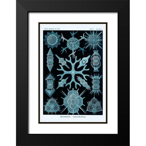Haeckel Nature Illustrations: Spumellaria - Blue-Green Tint Black Modern Wood Framed Art Print with Double Matting by Haeckel, Ernst