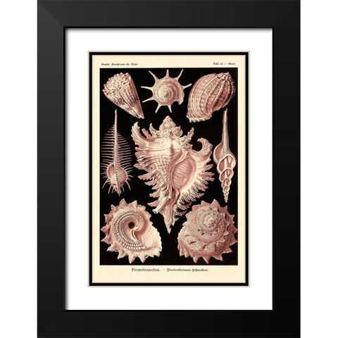 Haeckel Nature Illustrations: Gastropods - Rose Tint Black Modern Wood Framed Art Print with Double Matting by Haeckel, Ernst