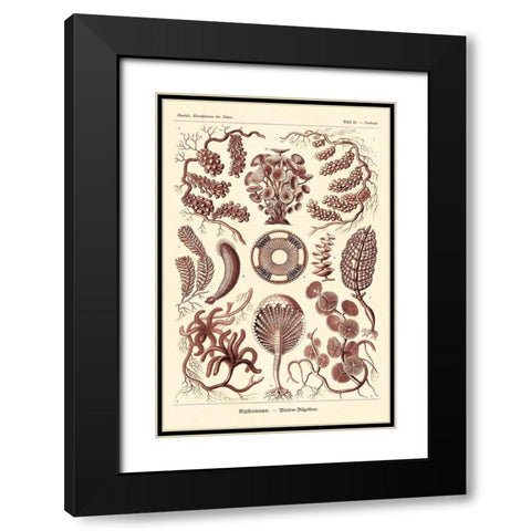 Haeckel Nature Illustrations: Siphoneae Hydrozoa - Rose Tint Black Modern Wood Framed Art Print with Double Matting by Haeckel, Ernst