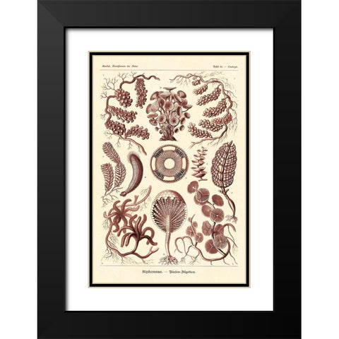 Haeckel Nature Illustrations: Siphoneae Hydrozoa - Rose Tint Black Modern Wood Framed Art Print with Double Matting by Haeckel, Ernst