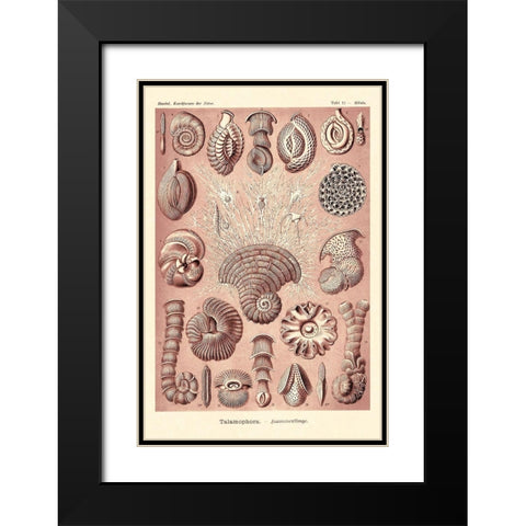 Haeckel Nature Illustrations: Talamophora, Formanifera, Rhisopods - Rose Tint Black Modern Wood Framed Art Print with Double Matting by Haeckel, Ernst