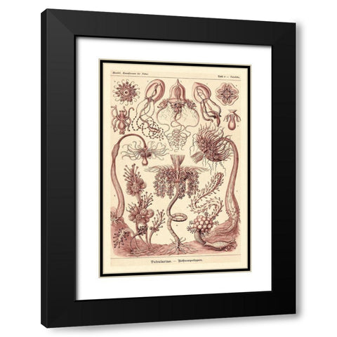 Haeckel Nature Illustrations: Tubularida - Tubularians - Rose Tint Black Modern Wood Framed Art Print with Double Matting by Haeckel, Ernst