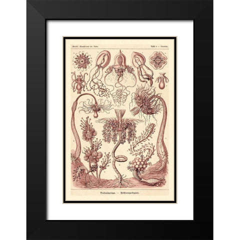 Haeckel Nature Illustrations: Tubularida - Tubularians - Rose Tint Black Modern Wood Framed Art Print with Double Matting by Haeckel, Ernst