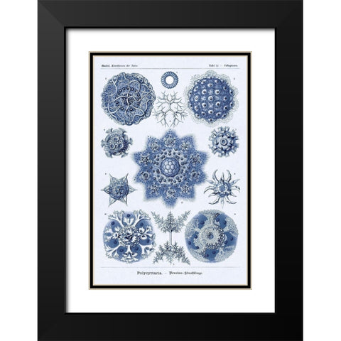 Haeckel Nature Illustrations: Siphoneae Hydrozoa - Dark Blue Tint Black Modern Wood Framed Art Print with Double Matting by Haeckel, Ernst