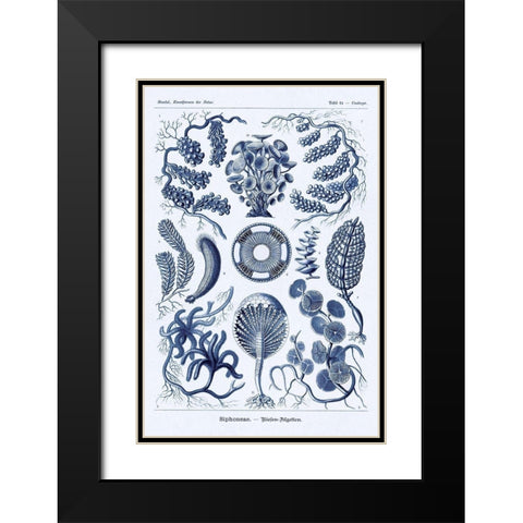 Haeckel Nature Illustrations: Siphoneae Hydrozoa - Dark Blue Tint Black Modern Wood Framed Art Print with Double Matting by Haeckel, Ernst