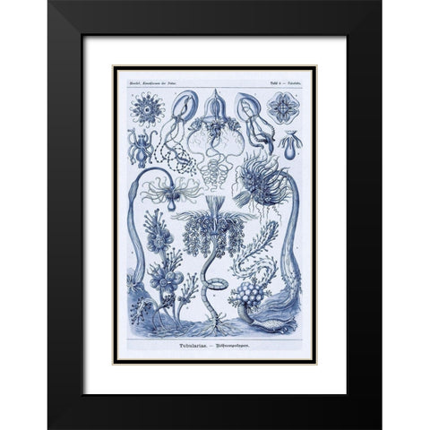 Haeckel Nature Illustrations: Cephlopods - Dark Blue Tint Black Modern Wood Framed Art Print with Double Matting by Haeckel, Ernst