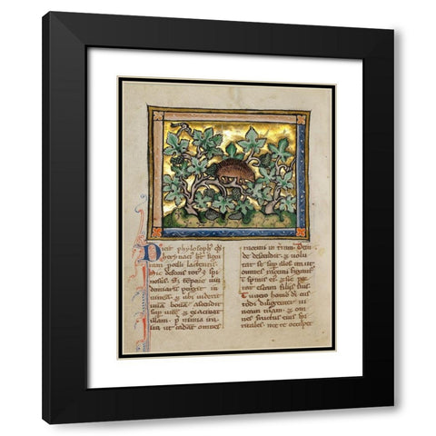 A Hedgehog Black Modern Wood Framed Art Print with Double Matting by Franco-Flemish 13th Century