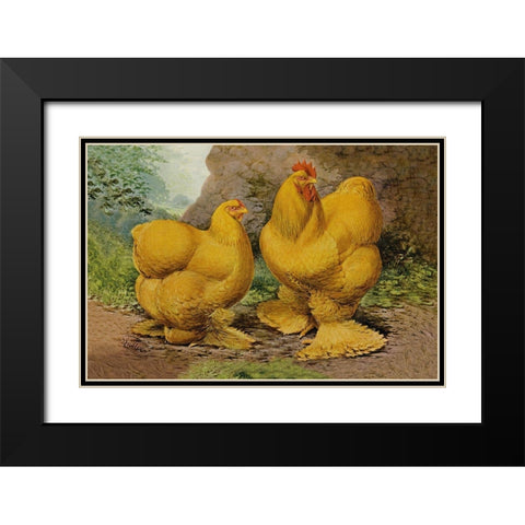 Chickens: Buff Cochins Black Modern Wood Framed Art Print with Double Matting by Wright, Lewis