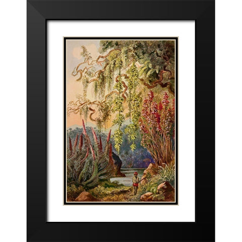 Nillu-Busche und Hangebambusen Hochland von Ceylon Black Modern Wood Framed Art Print with Double Matting by Haeckel, Ernst
