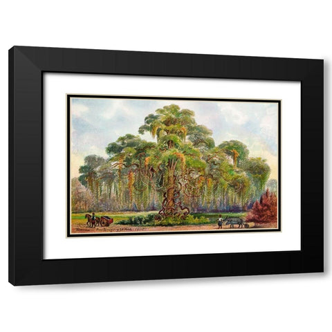 Terminalia auf Java Riesenbaum mit Lianen Black Modern Wood Framed Art Print with Double Matting by Haeckel, Ernst