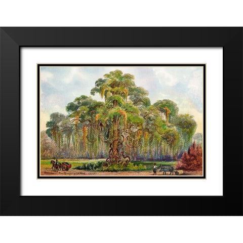 Terminalia auf Java Riesenbaum mit Lianen Black Modern Wood Framed Art Print with Double Matting by Haeckel, Ernst