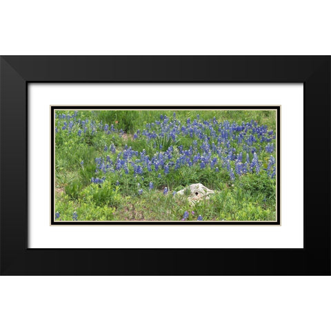Bluebonnets at the Lady Bird Johnson Wildflower Center, near Austin, TX Black Modern Wood Framed Art Print with Double Matting by Highmith, Carol