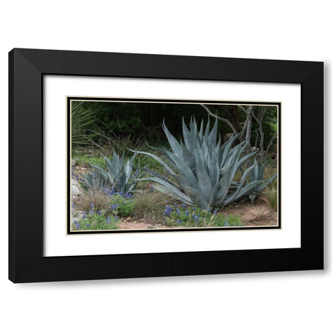 Agave and Bluebonnets at the Lady Bird Johnson Wildflower Center, near Austin, TX Black Modern Wood Framed Art Print with Double Matting by Highmith, Carol