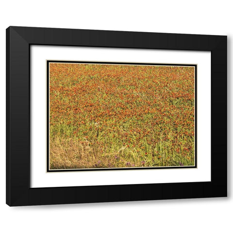 A field of wildflowers near the town of Tenton in Fannin County, TX, 2014 Black Modern Wood Framed Art Print with Double Matting by Highmith, Carol