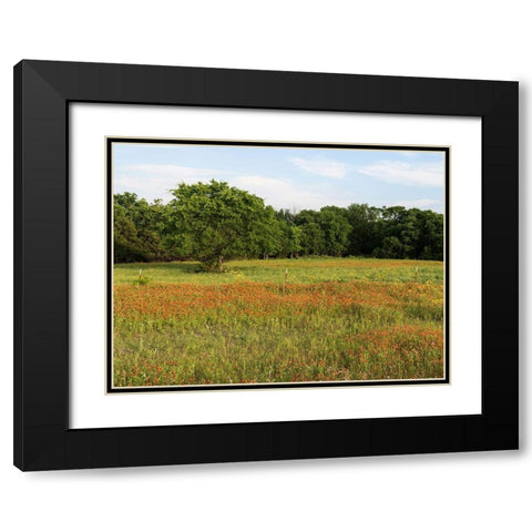 A field of wildflowers near the town of Trenton in Fannin County in Northeast Texas Black Modern Wood Framed Art Print with Double Matting by Highmith, Carol