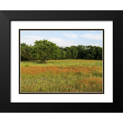 A field of wildflowers near the town of Trenton in Fannin County in Northeast Texas Black Modern Wood Framed Art Print with Double Matting by Highmith, Carol