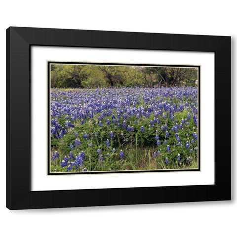 A pretty field of bluebonnets near Marble Falls, TX Black Modern Wood Framed Art Print with Double Matting by Highmith, Carol