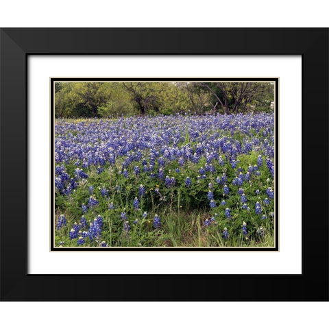 A pretty field of bluebonnets near Marble Falls, TX Black Modern Wood Framed Art Print with Double Matting by Highmith, Carol