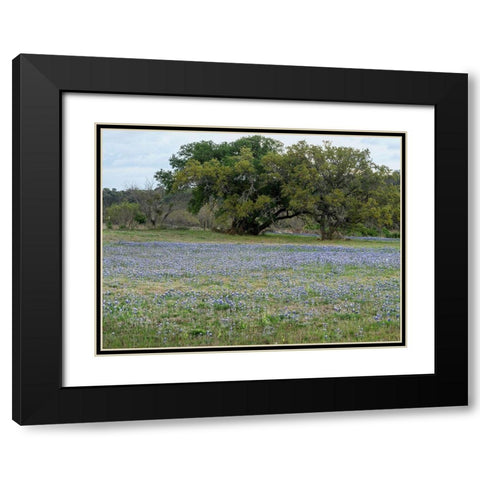 Field of bluebonnets in the Texas Hill Country, near Burnet Black Modern Wood Framed Art Print with Double Matting by Highmith, Carol