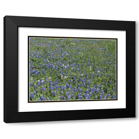 Bluebonnets, Fredericksburg, TX Black Modern Wood Framed Art Print with Double Matting by Highmith, Carol