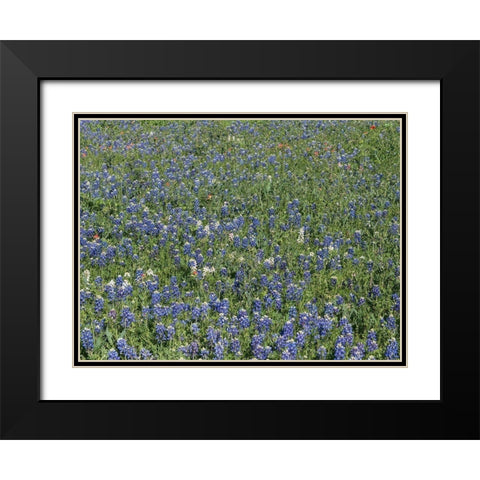 Bluebonnets, Fredericksburg, TX Black Modern Wood Framed Art Print with Double Matting by Highmith, Carol