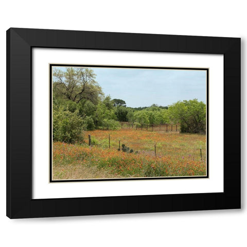Field of wildflowers in Gonzales County, TX Black Modern Wood Framed Art Print with Double Matting by Highmith, Carol