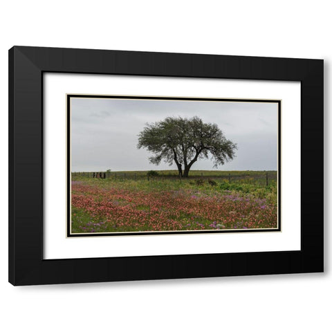 Wildflower field near Poteet in Atascosa County, TX Black Modern Wood Framed Art Print with Double Matting by Highmith, Carol