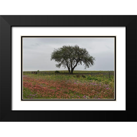Wildflower field near Poteet in Atascosa County, TX Black Modern Wood Framed Art Print with Double Matting by Highmith, Carol