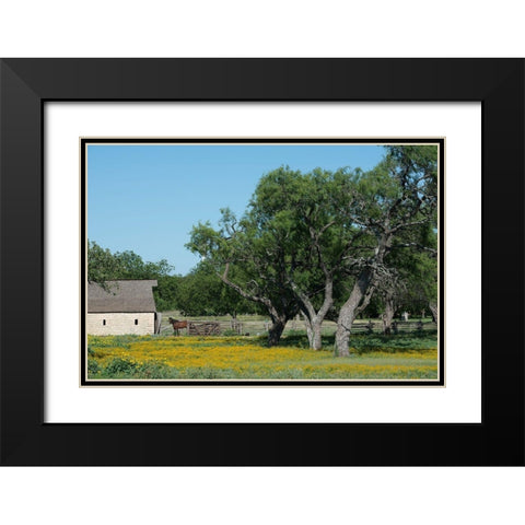 Horse on a meadow in the Lyndon B. Johnson National Historical Park in Johnson City, TX Black Modern Wood Framed Art Print with Double Matting by Highmith, Carol