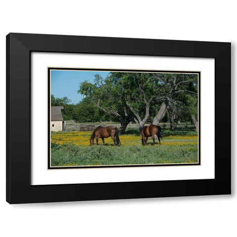 Horses grazing on a meadow in the Lyndon B. Johnson National Historical Park in Johnson City, TX Black Modern Wood Framed Art Print with Double Matting by Highmith, Carol