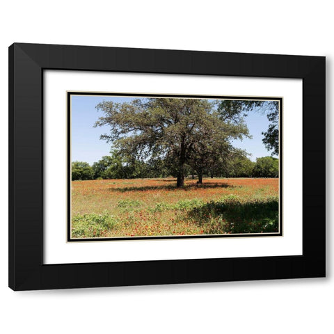 Shade trees and wildflowers on the LBJ Ranch, near Stonewall in the Texas Hill Country Black Modern Wood Framed Art Print with Double Matting by Highmith, Carol
