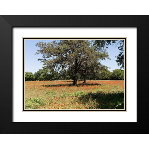 Shade trees and wildflowers on the LBJ Ranch, near Stonewall in the Texas Hill Country Black Modern Wood Framed Art Print with Double Matting by Highmith, Carol