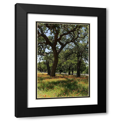 Shade trees and wildflowers on the LBJ Ranch, near Stonewall in the Texas Hill Country Black Modern Wood Framed Art Print with Double Matting by Highmith, Carol