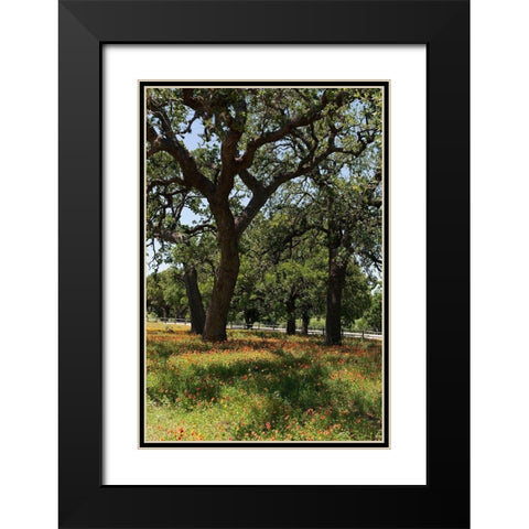 Shade trees and wildflowers on the LBJ Ranch, near Stonewall in the Texas Hill Country Black Modern Wood Framed Art Print with Double Matting by Highmith, Carol