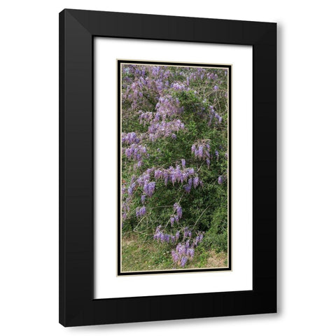 Spring flowers in Big Thicket National Preserve Black Modern Wood Framed Art Print with Double Matting by Highmith, Carol