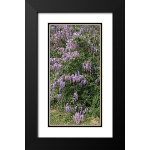 Spring flowers in Big Thicket National Preserve Black Modern Wood Framed Art Print with Double Matting by Highmith, Carol