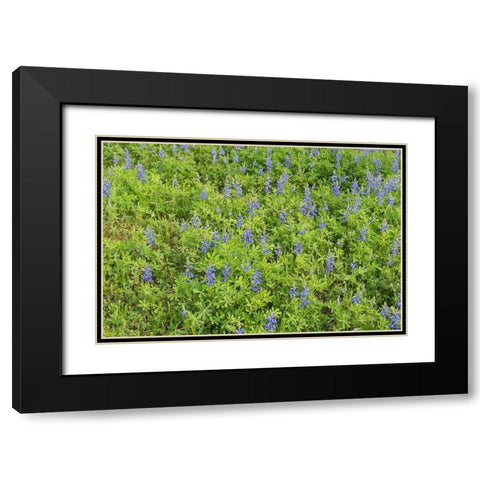 Spring flowers in Big Thicket National Preserve Black Modern Wood Framed Art Print with Double Matting by Highmith, Carol