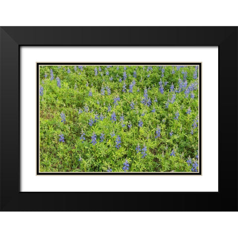 Spring flowers in Big Thicket National Preserve Black Modern Wood Framed Art Print with Double Matting by Highmith, Carol