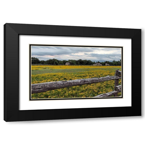 Vivid field of wildflowers in the Lyndon B. Johnson National Historical Park in Johnson City, TX Black Modern Wood Framed Art Print with Double Matting by Highmith, Carol